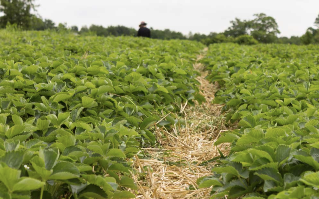 Organic Strawberries and Asparagus with Fair Fields